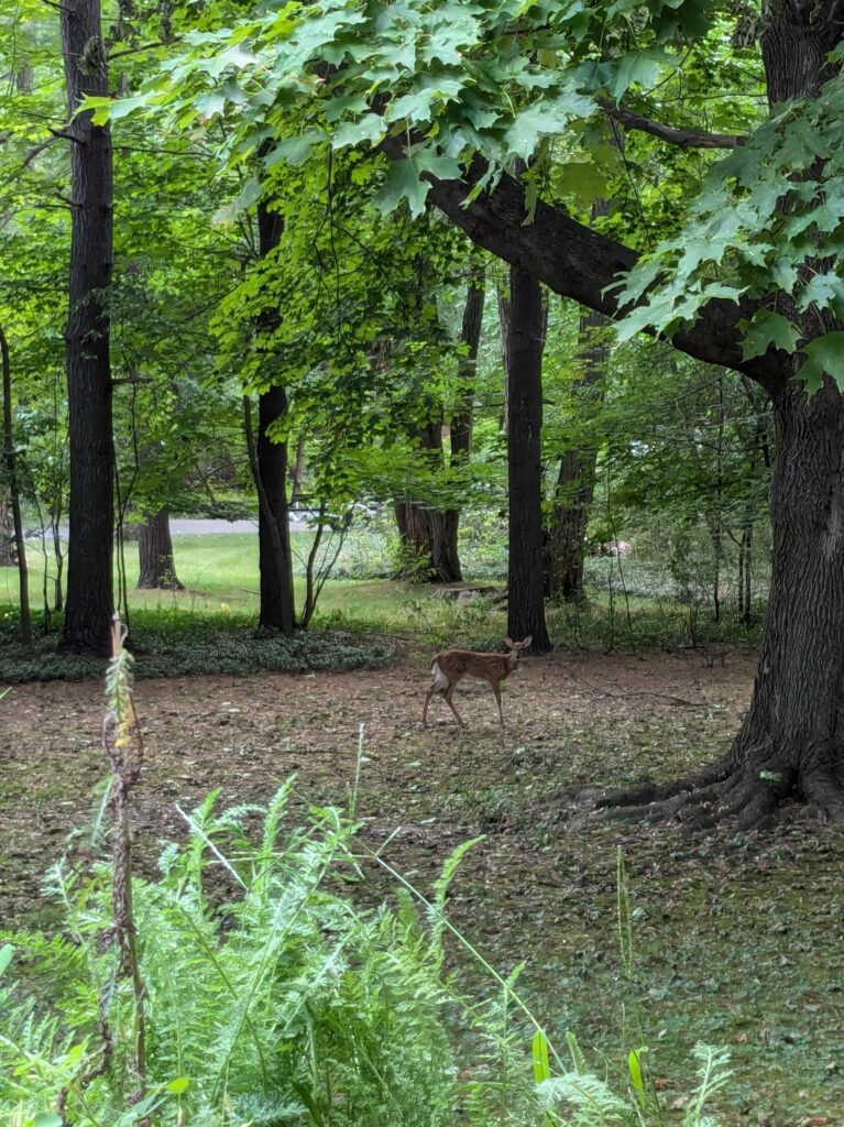 a fawn in a wooded yard